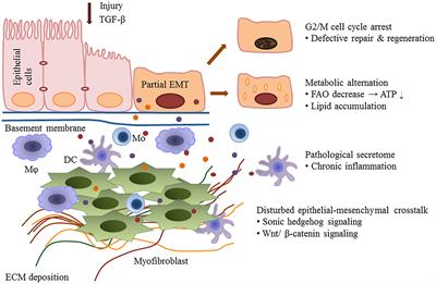 New Insights Into the Role and Mechanism of Partial Epithelial-Mesenchymal Transition in Kidney Fibrosis